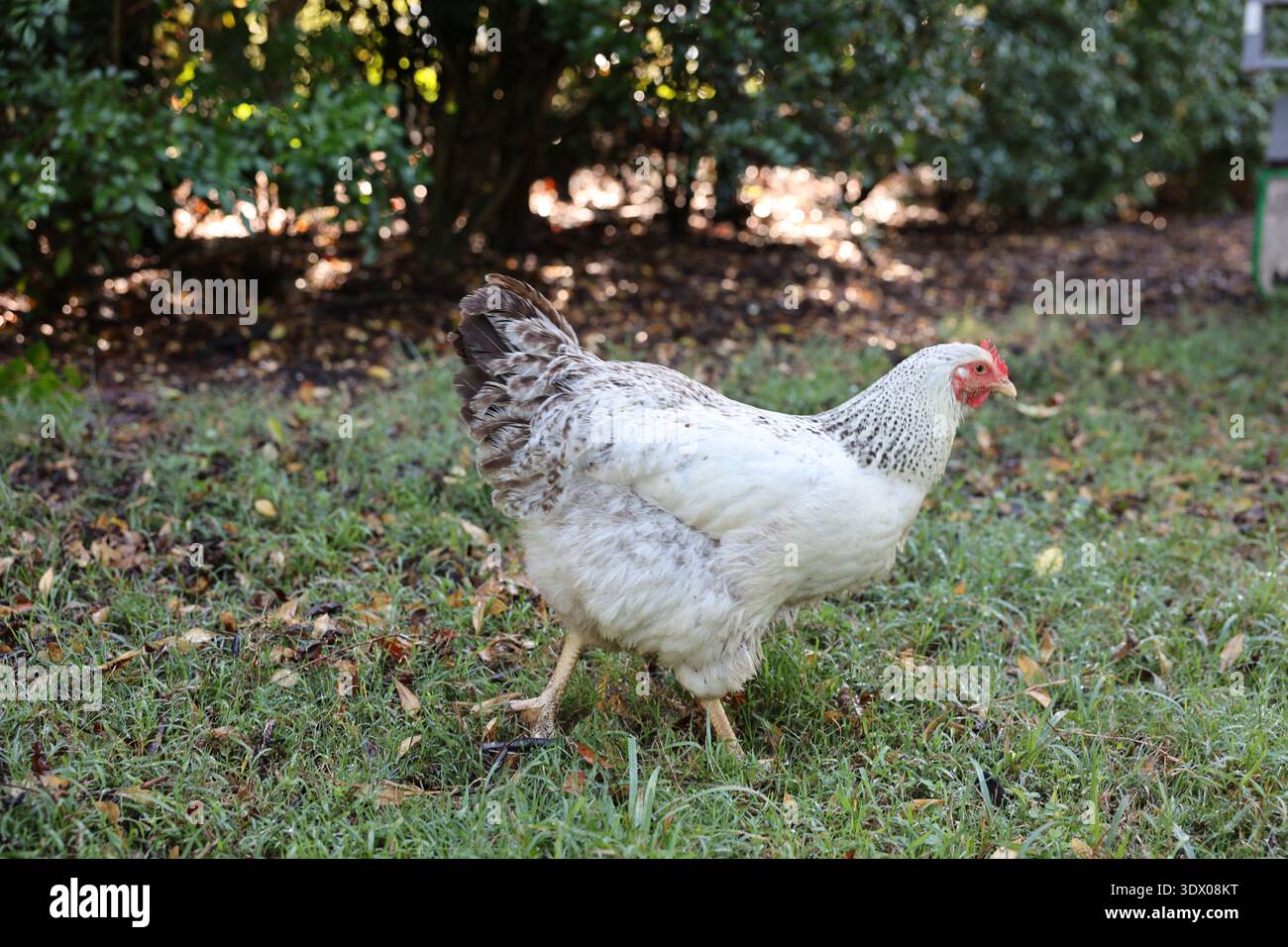 Due polli liberi che camminano in un giardino con vegetazione e copertura naturale del terreno. Foto Stock