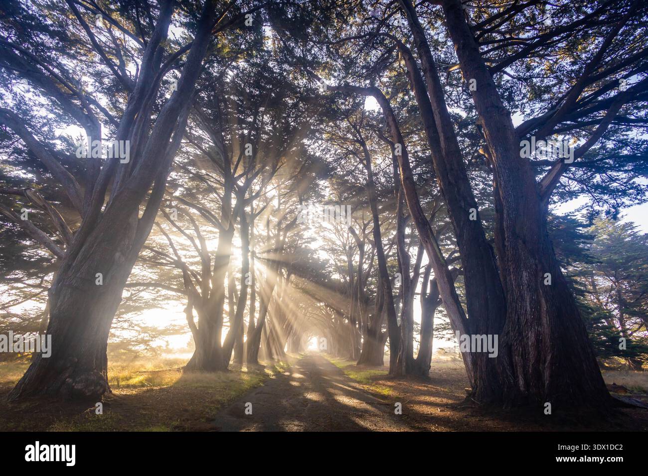 Vista panoramica all'alba dei raggi del sole che brillano attraverso il Cypress Tree Tunnel a Point Reyes California con una morbida nebbia e una luce dorata del mattino Foto Stock