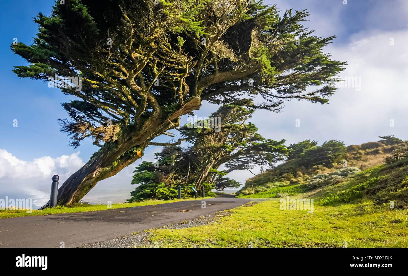 Alberi panoramici pendenti vicino al Point Reyes Lighthouse Visitor Center in California con paesaggio costiero e paesaggi naturali all'aperto Foto Stock