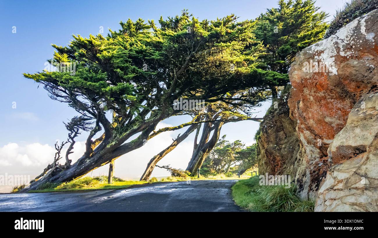 Alberi panoramici pendenti vicino al Point Reyes Lighthouse Visitor Center in California con paesaggio costiero e paesaggi naturali all'aperto Foto Stock