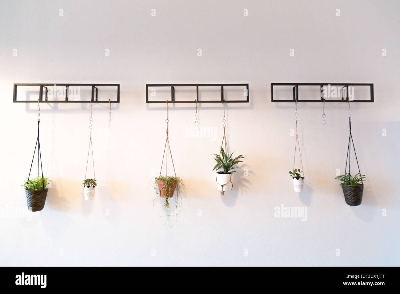 Un'esposizione minimalista di varie piante in vaso appese a un rack in metallo nero montato su una parete bianca. Foto Stock