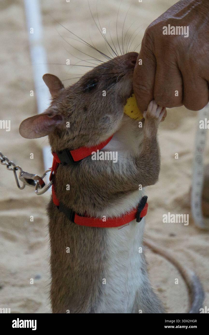 Il ratto africano gigante addestrato dall'APOPO mangiando una ricompensa durante l'addestramento per il rilevamento delle mine terrestri in Cambogia. Foto Stock