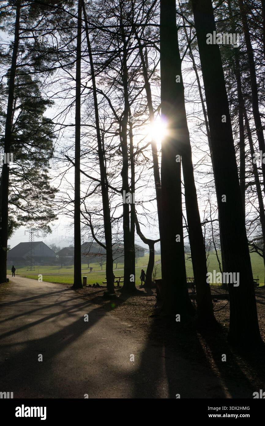 Il basso sole invernale splende tra alberi alti in un paesaggio di parco con lunghe ombre e persone che camminano lungo un sentiero nella campagna di Rüschlikon. Foto Stock