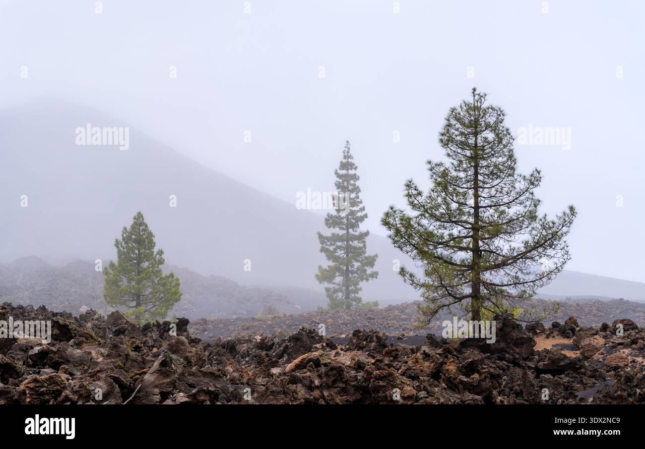 Vista panoramica nebbiosa dei verdi pini delle Canarie che crescono tra le scure rocce vulcaniche e la cenere della riserva naturale speciale Chinyero a Tenerife, Isole Canarie. Foto Stock