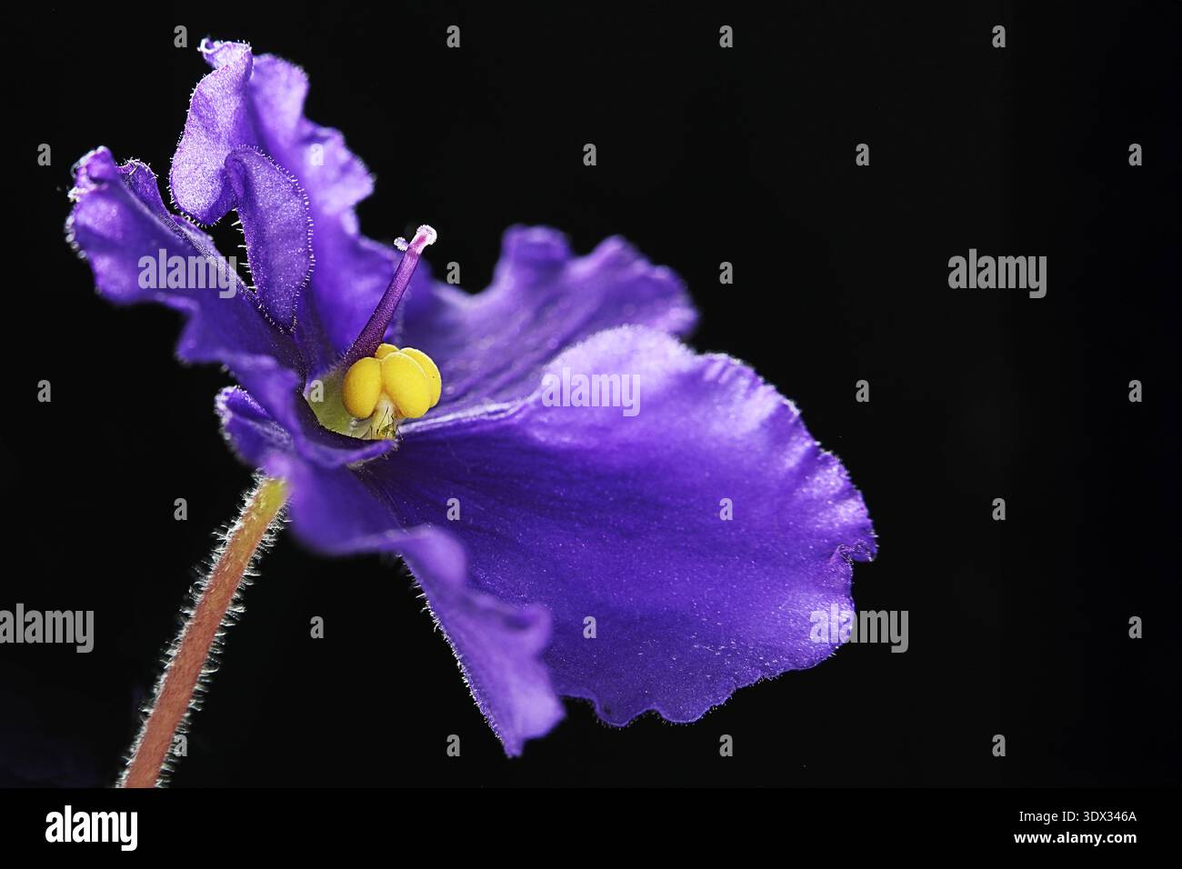 Una violetta africana (saintpaulia ionantha) che ho fotografato usando una tecnica di impilamento macro nel mio studio di casa. Foto Stock