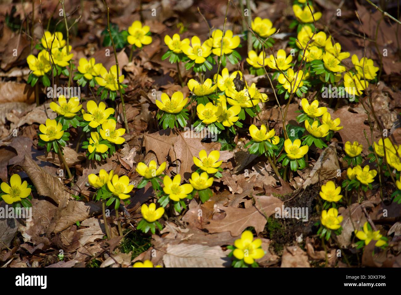 Fiori di aconite invernali gialli che fioriscono nella foresta primaverile. Foto Stock