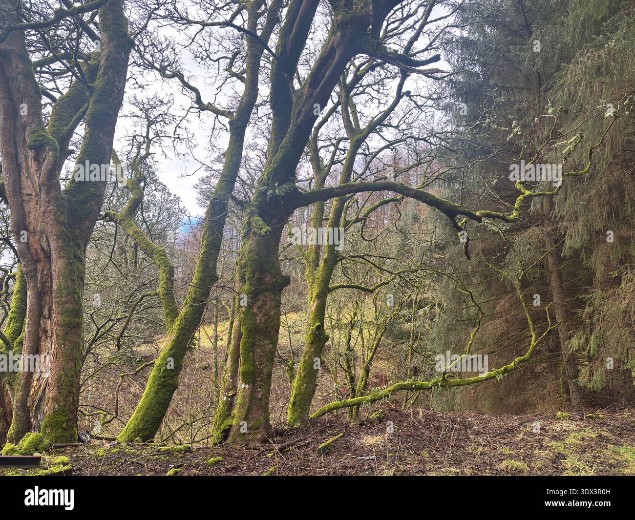 Antichi alberi boschivi vicino a Glendevon, a Ochil Hills, in Scozia, con querce, betulle, frassini, juniper in un ambiente rurale di glen con colline circostanti Foto Stock