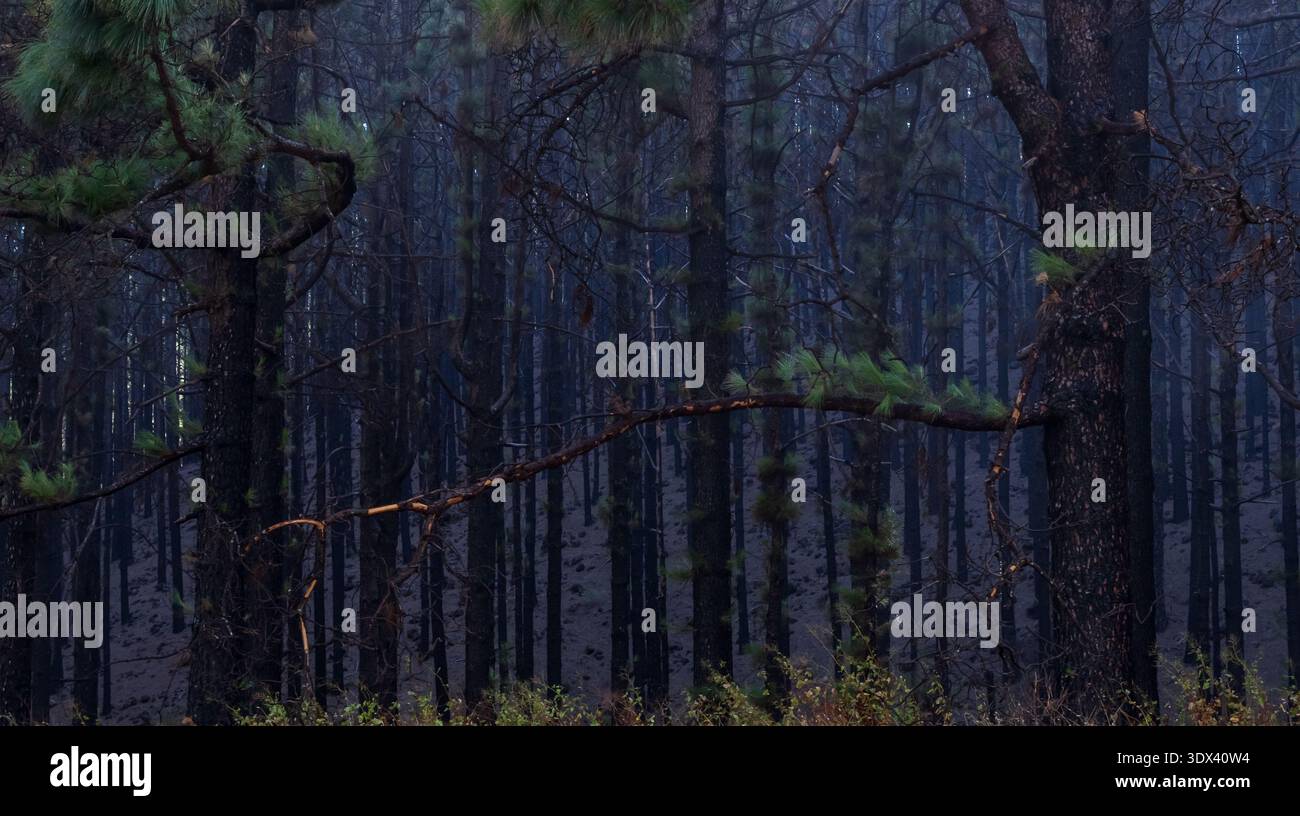 Foresta di pini a Tenerife con raggi solari e nebbia mattutina Foto Stock