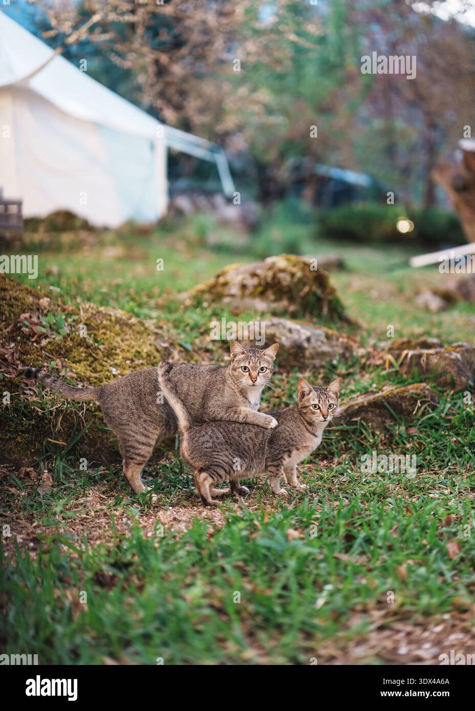 Due gatti tabby domestici che interagiscono naturalmente sull'erba verde in giardino all'aperto Foto Stock