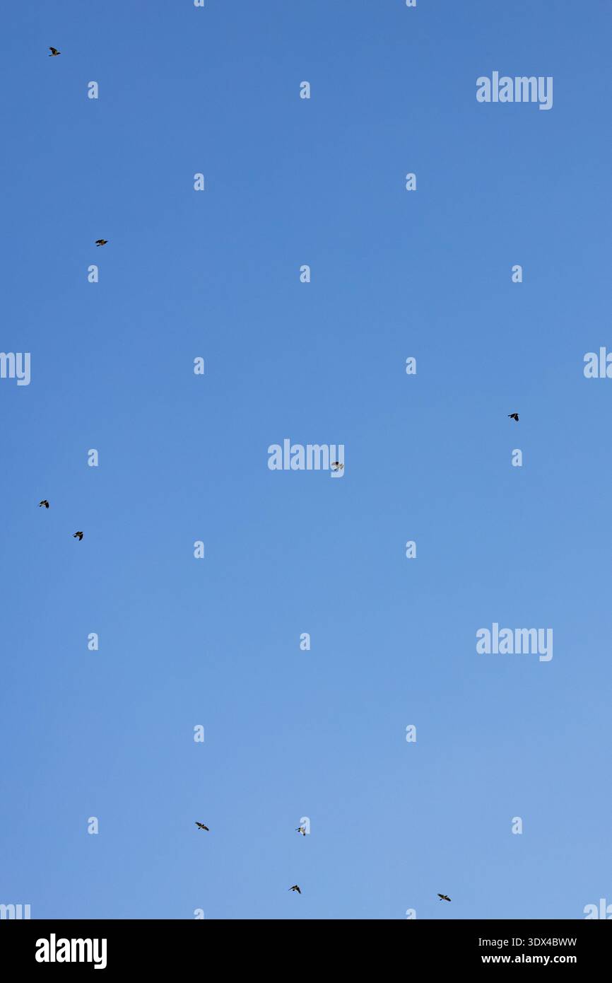 Stormo di uccelli che volano nel cielo blu. Tre corvi. Piccioni che volano. Gabbiano solitario. Guardando in alto. Angolo dal basso. Creature piumate. Altezza del facchino. Foto Stock