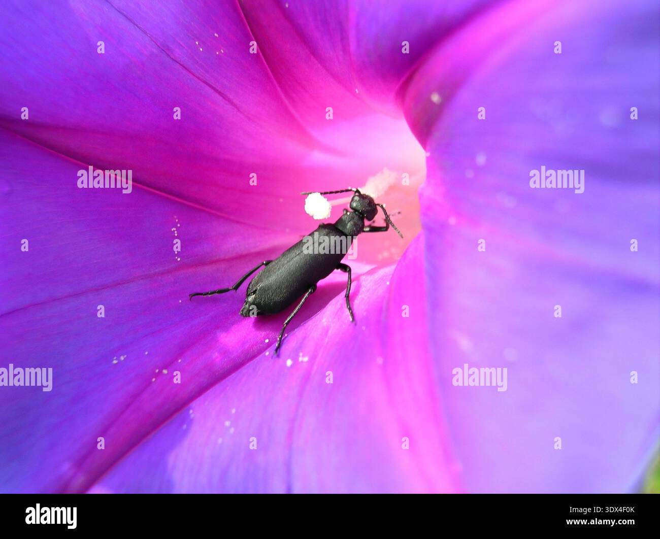 Lo scarabeo Meloidae raccoglie il nettare all'interno di un imbuto mattutino di gloria Foto Stock