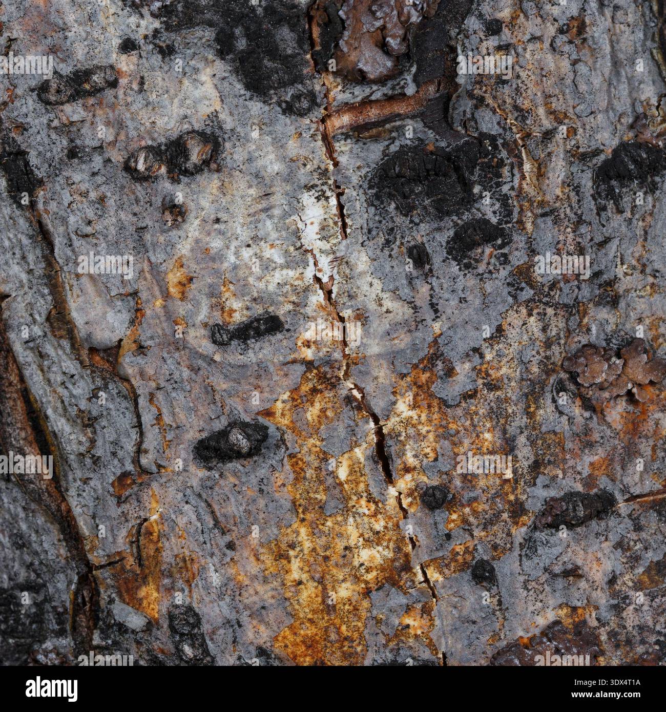 Uno scatto ravvicinato della consistenza ruvida e granulosa della corteccia degli alberi Foto Stock