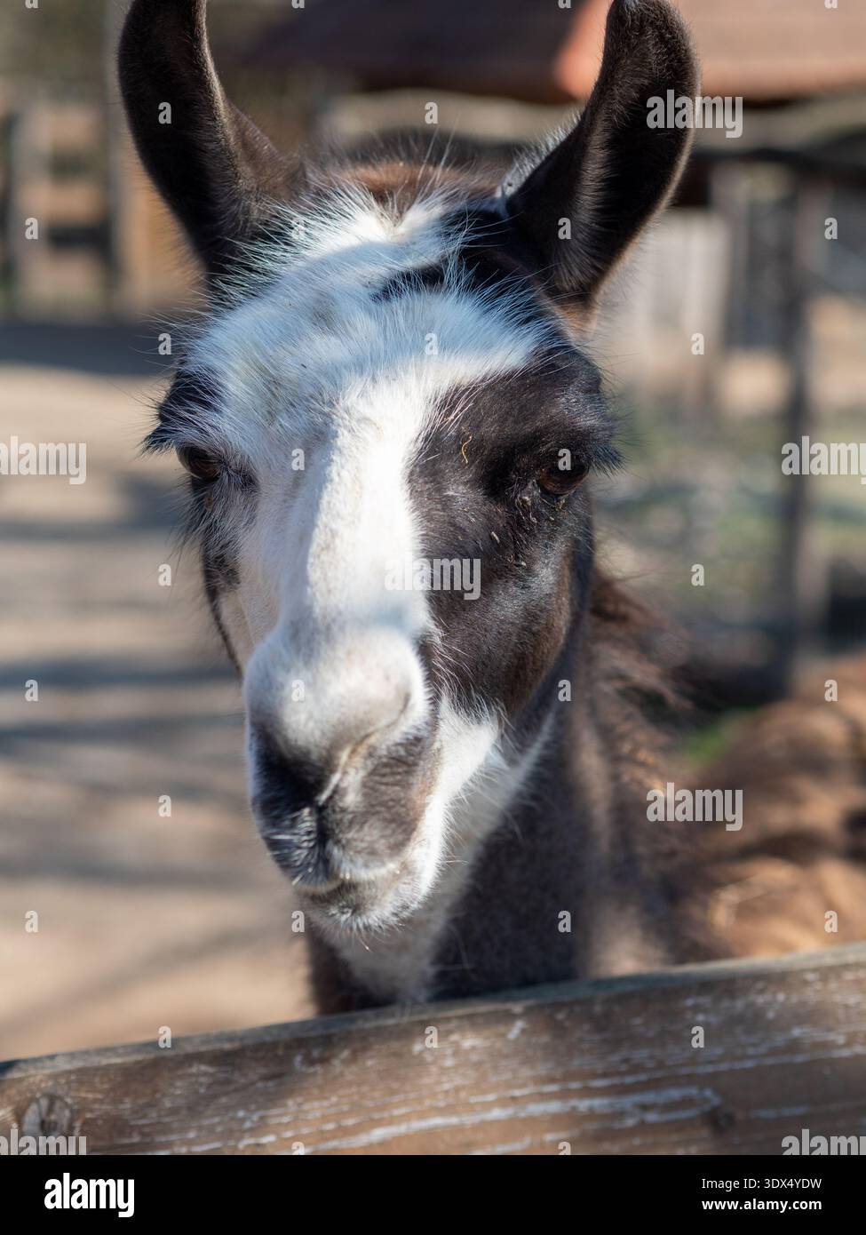 parco degli orsi, parco nazionale, zoo, ungheria Foto Stock