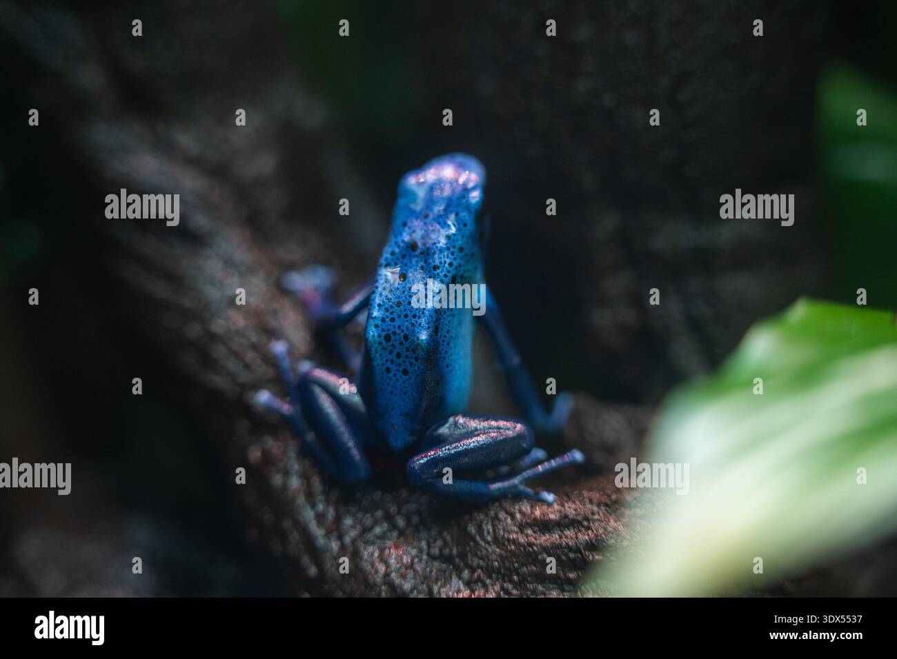 Rana blu veleno su un ramo di legno scuro Foto Stock