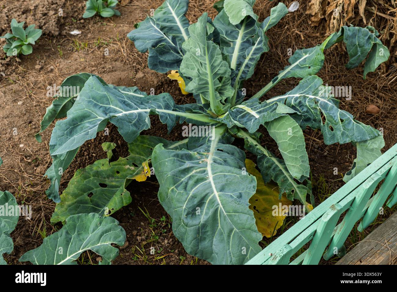 Foglie verdi vibranti di una pianta di cavolo o broccoli che prosperano in un giardino ben tenuto. Foto Stock