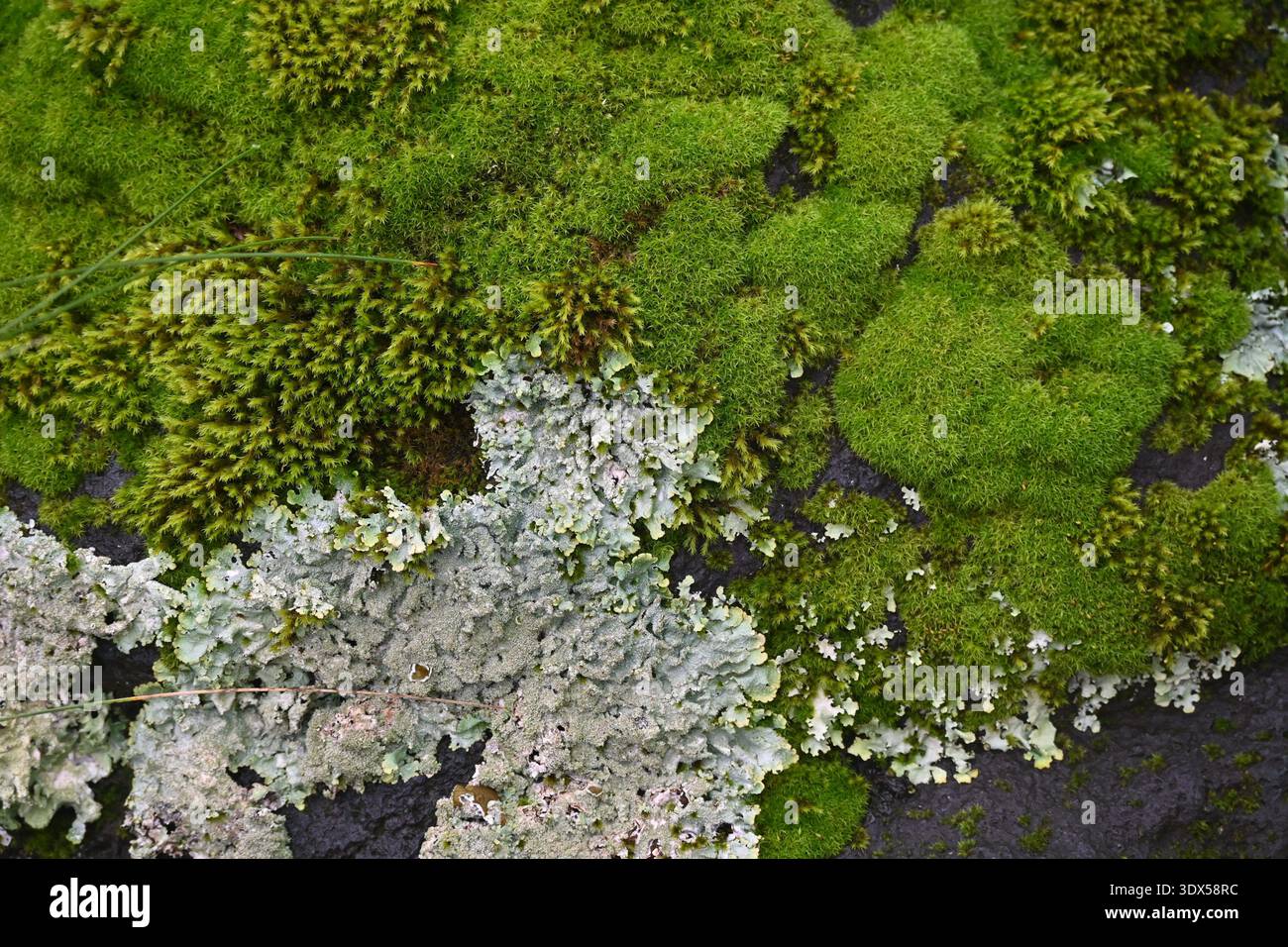 Ecosistema in miniatura, muschio e licheni sulla roccia Foto Stock