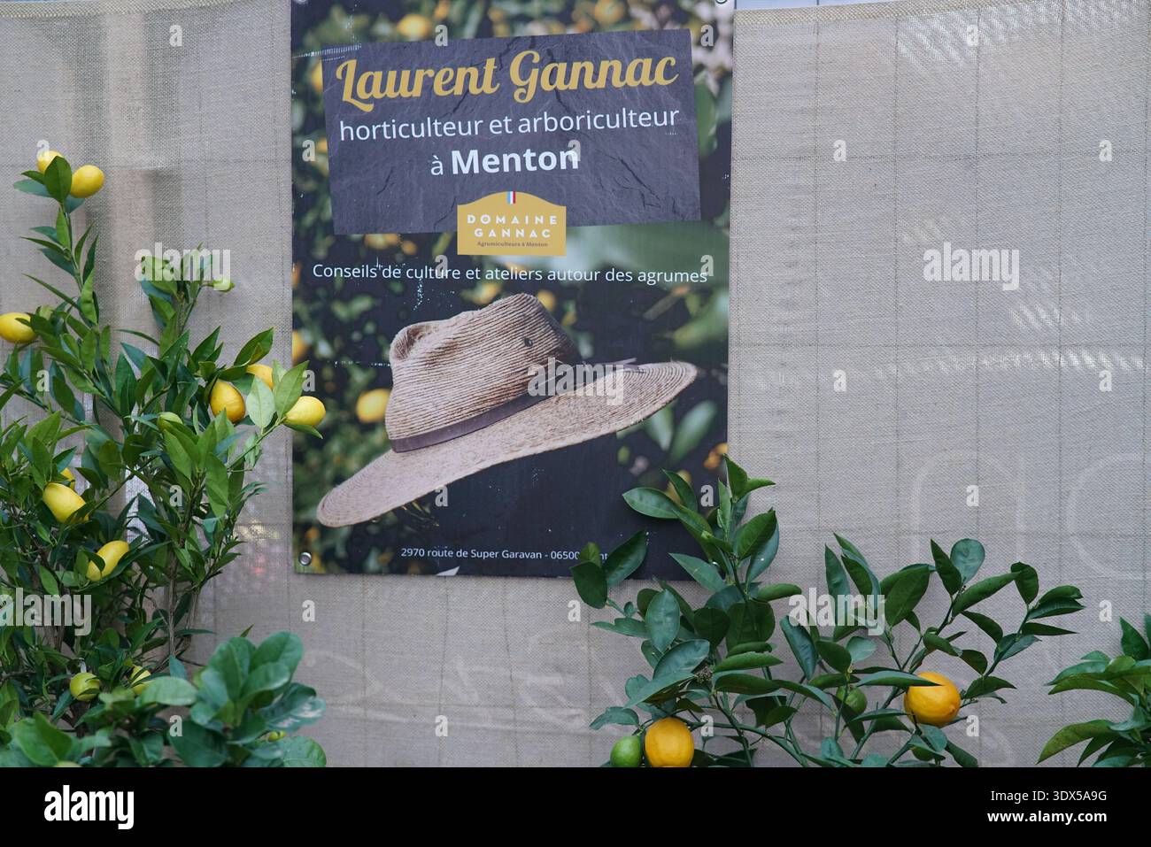 Poster di Laurent Gannac, orticoltore di Mentone ed esperto di agrumi, incorniciato da rami di limone.Mentone, Francia Foto Stock
