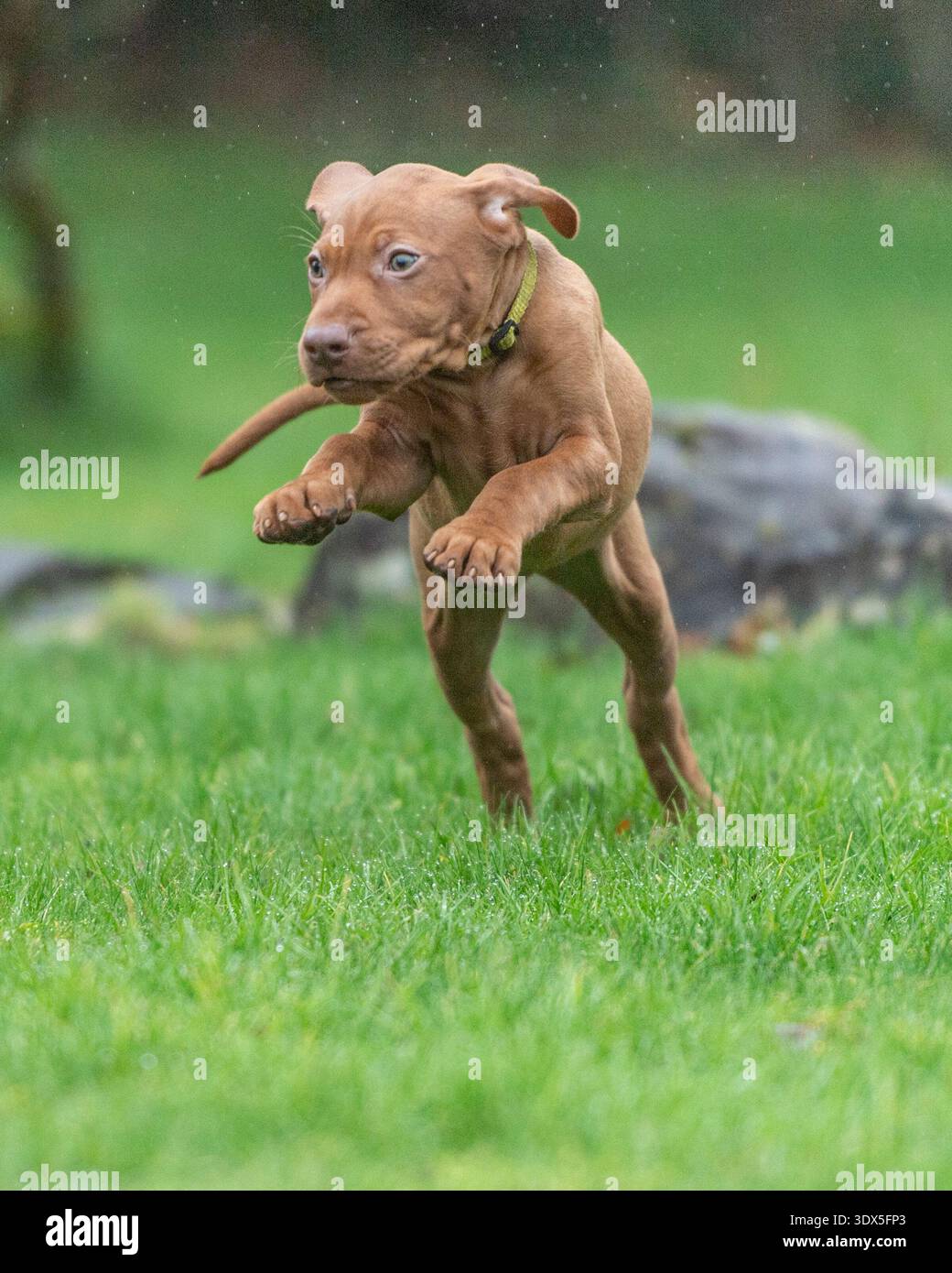 Cucciolo ungherese Vizsla che gioca in giardino Foto Stock