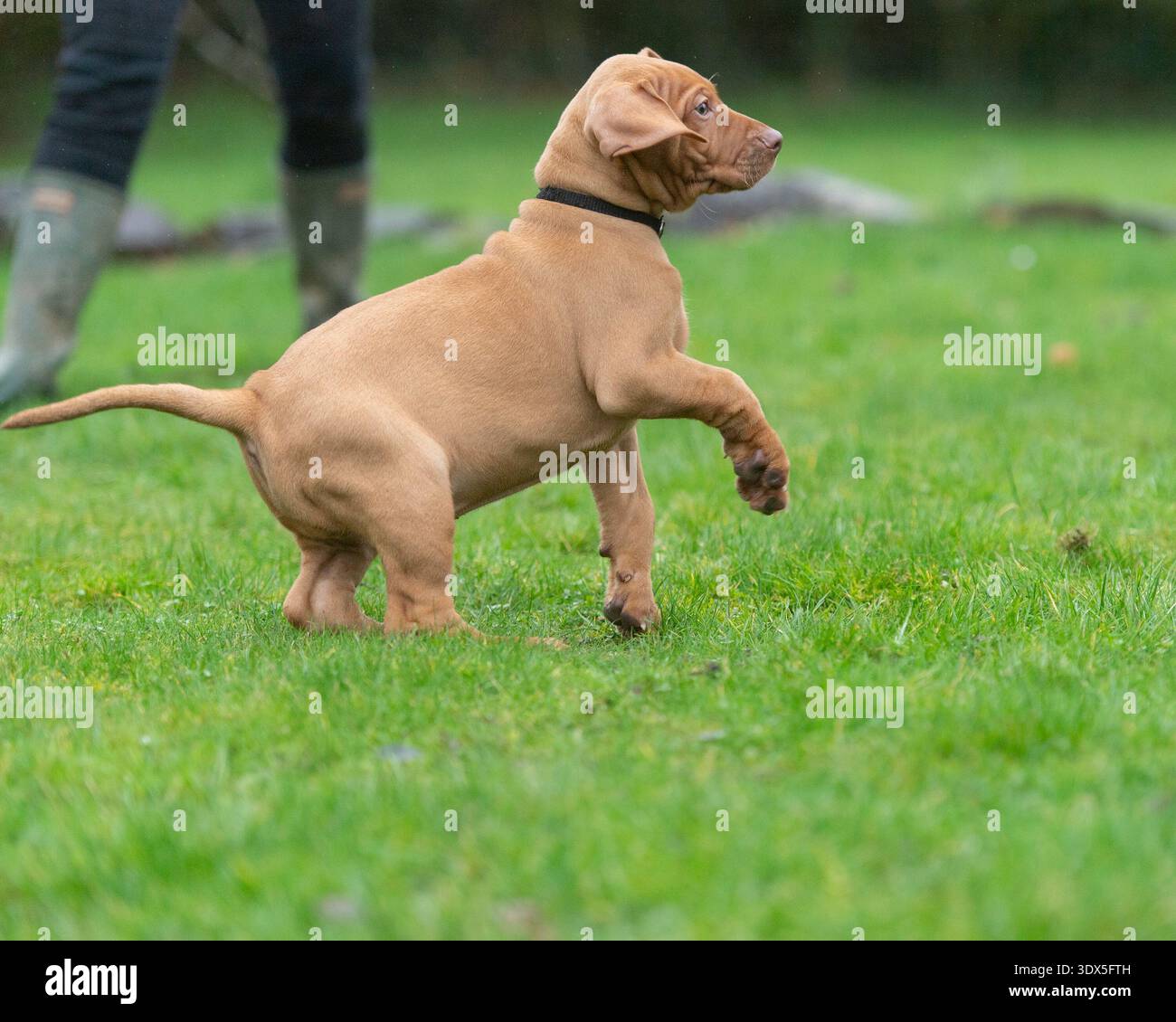 Cucciolo ungherese Vizsla che gioca in giardino Foto Stock