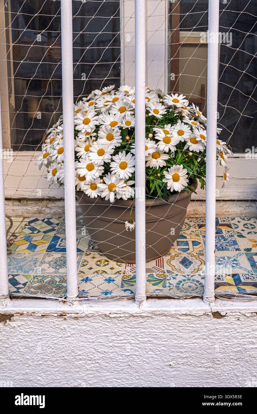 Una splendida pentola di fiori bianchi a margherita si trova su piastrelle idrauliche colorate dietro una griglia e una rete della finestra, perfetta per concettualizzare beaut protetto Foto Stock