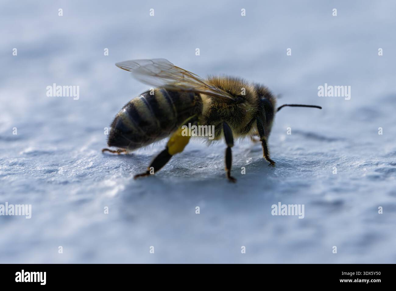 Superficie smerigliata con ape. Primo piano di ape con ali traslucide su freddo freddo Foto Stock