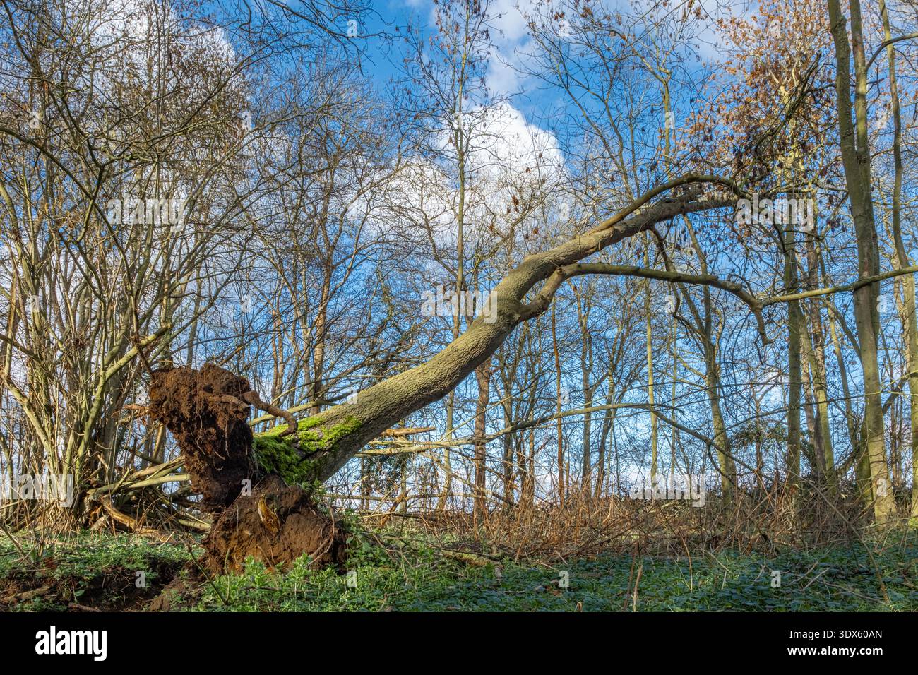 Albero di frassino morto, Fraxinus excelsior, caduto in un bosco del Suffolk, Regno Unito. Foto Stock