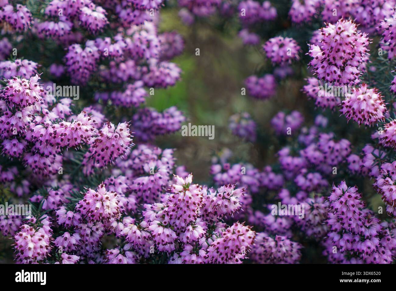 L'Erica Carnea d'inverno fiorì nel giardino dell'inizio della primavera Foto Stock