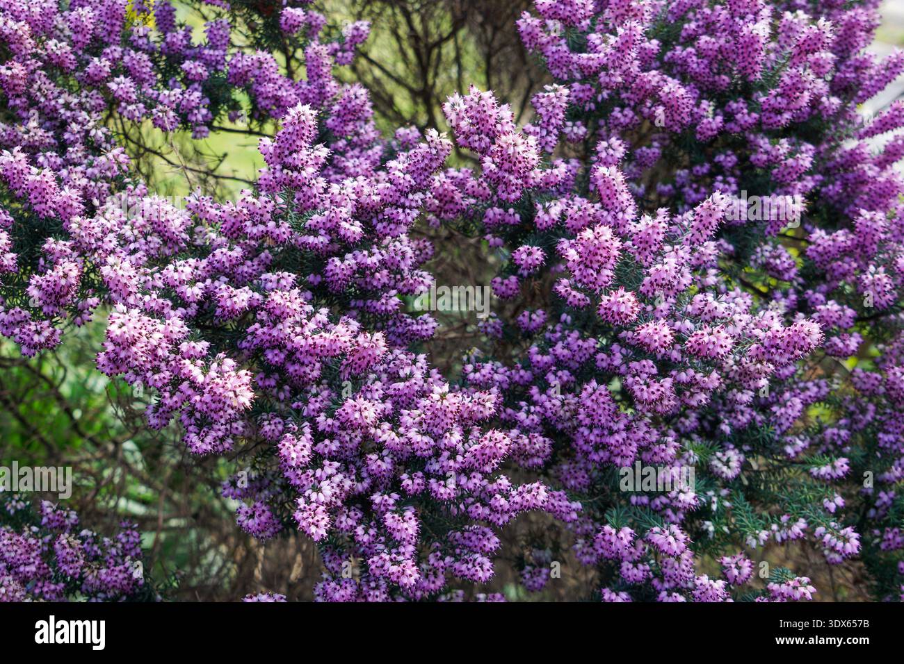 L'Erica Carnea d'inverno fiorì nel giardino dell'inizio della primavera Foto Stock