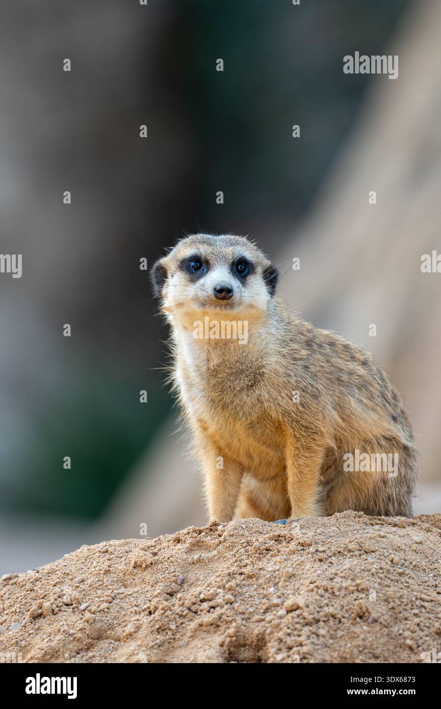 Meerkat seduto su una collina di sabbia Foto Stock