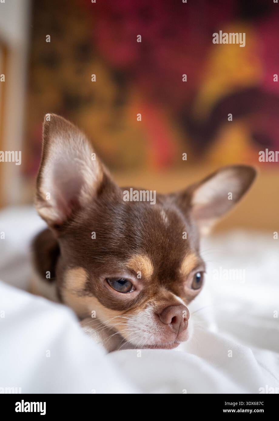 Cane chihuahua marrone che riposa la testa su un piumino bianco Foto Stock