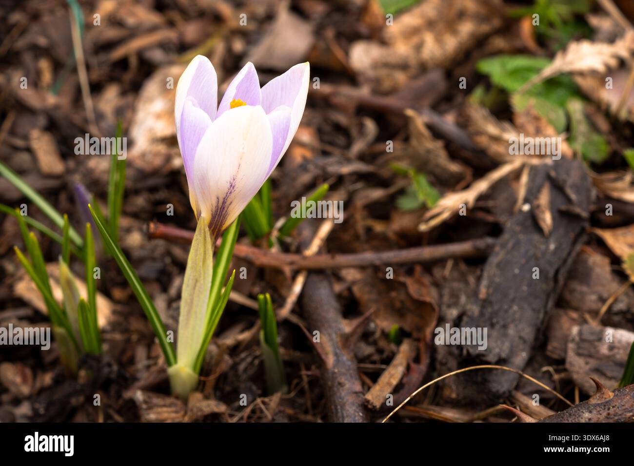 I soffici crocus in fiore pastello si aprono dolcemente sotto il sole della mattina presto Foto Stock