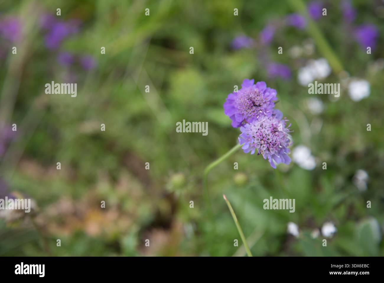 Vibranti fiori viola che fioriscono nella lussureggiante vegetazione di Greina, Svizzera. Foto Stock