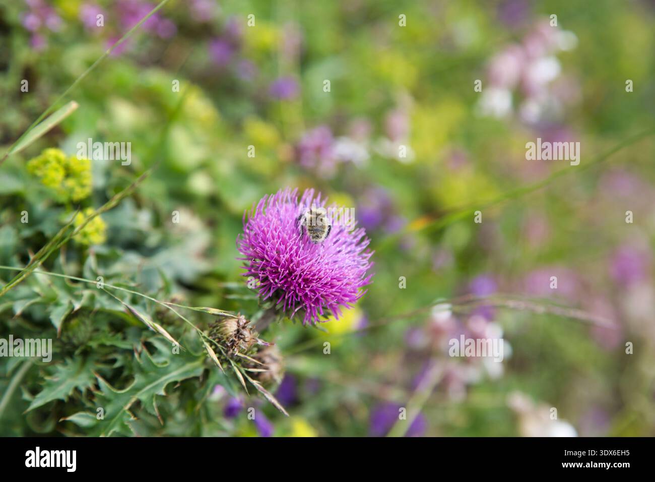 Un vivace Fiore con Un ape in mezzo alla colorata Flora di Greina, Svizzera. Foto Stock