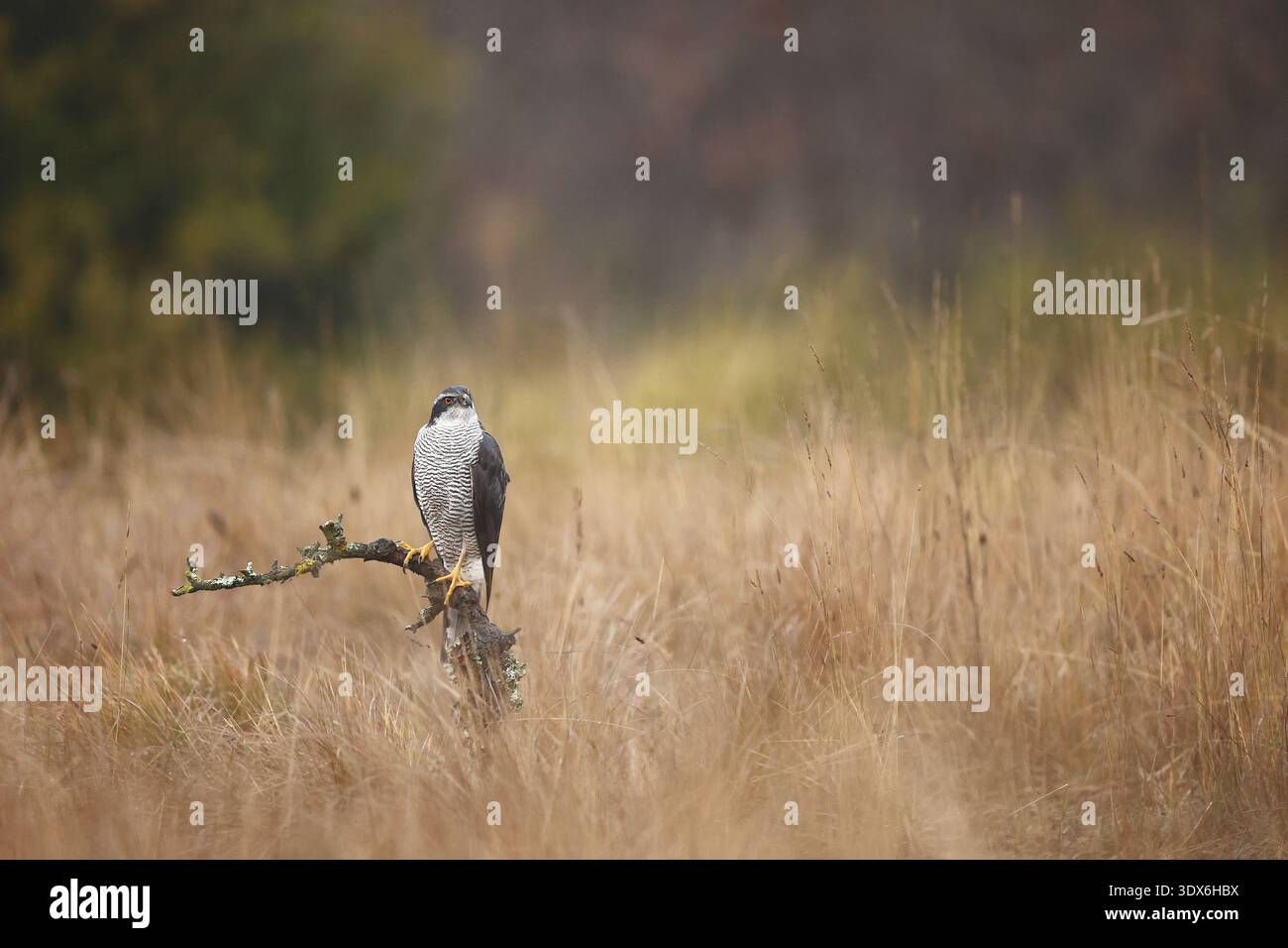 Una femmina di goshawk settentrionale si trova elegantemente su un ramo circondato da erba alta, mostrando la bellezza della fauna selvatica nel suo habitat naturale. Captivatina Foto Stock
