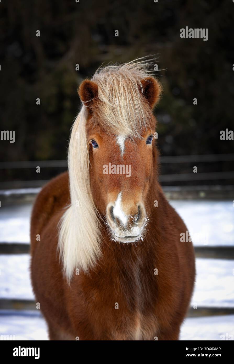 Ritratto di un cavallo islandese di castagno con criniera lunga e cappotto invernale in un paddock innevato Foto Stock