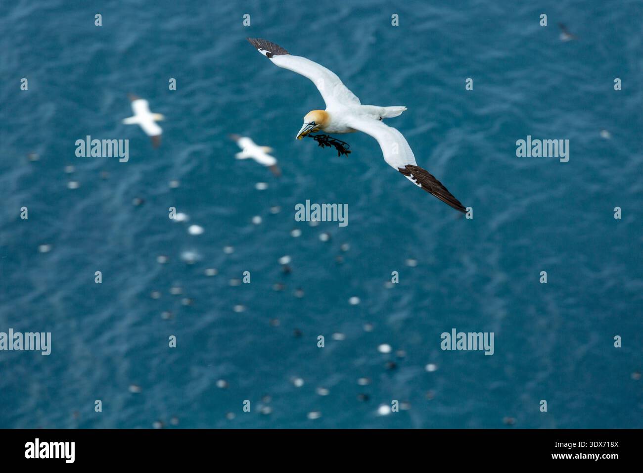 Un Gannet settentrionale viene visto in volo sull'oceano, trasportando materiale nidificante nel suo becco. Altri segreti sono visibili sullo sfondo, e molti altri Foto Stock