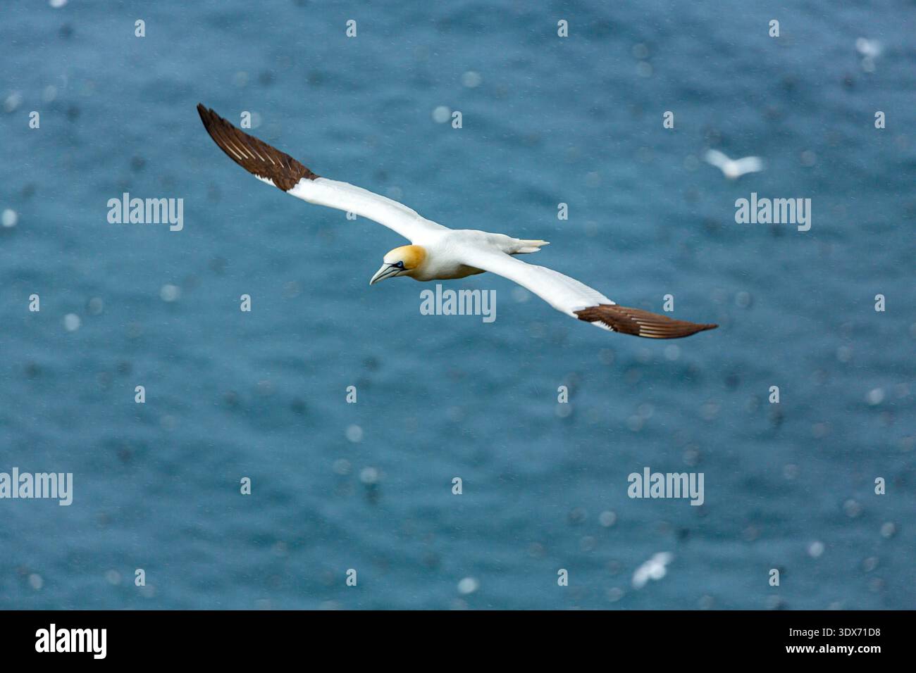 Un Gannet settentrionale si innalza sull'oceano, le sue ali si spalancano mentre cerca cibo. Foto Stock