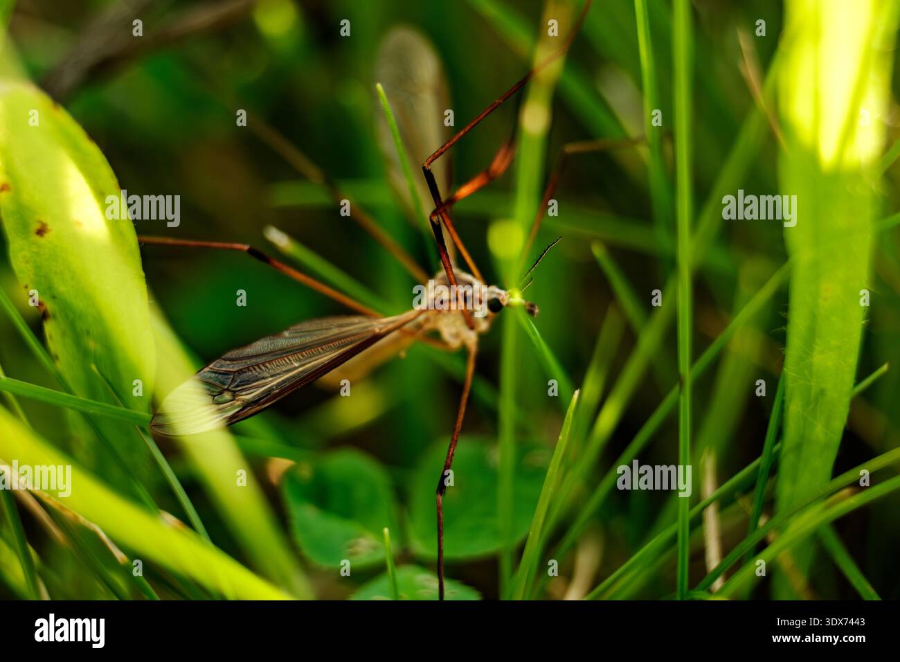 Cranefly in una scena di prateria. Vista dettagliata di Cranefly che naviga su DewLadened Grass nella campagna ceca Foto Stock