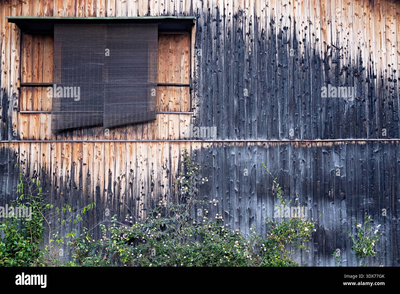 Muro di cedro di Yakisugi con tende di canna e vite verde in Giappone Foto Stock