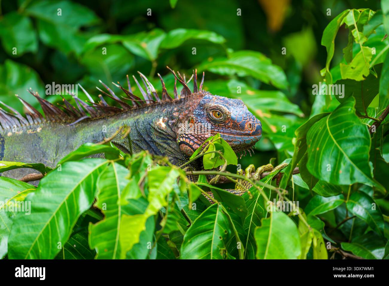 Verde (Iguana Iguana iguana) Foto Stock