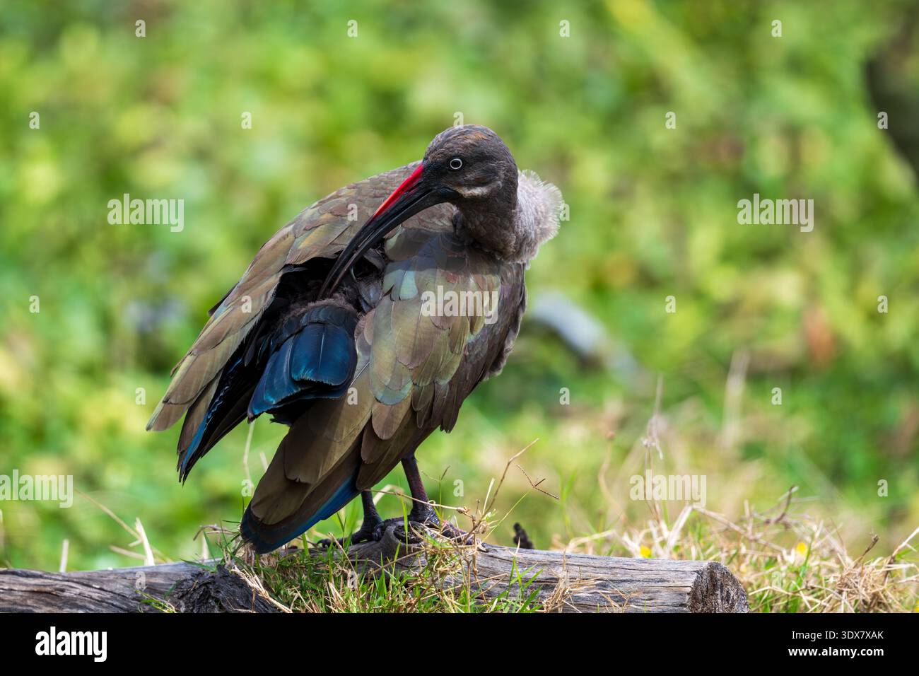 Ibis Hadada (Bostrychia hagedash) Foto Stock