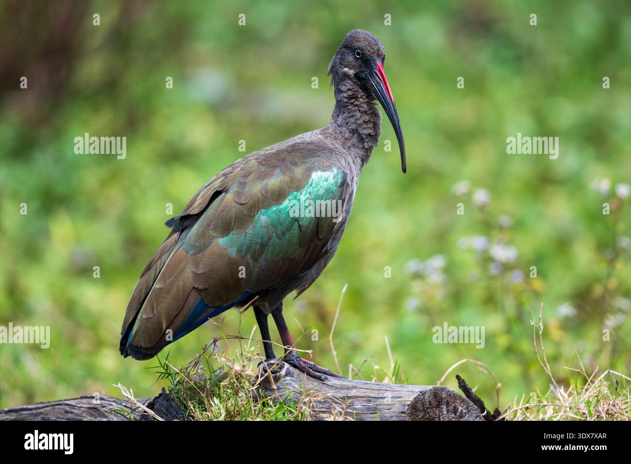 Ibis Hadada (Bostrychia hagedash) Foto Stock