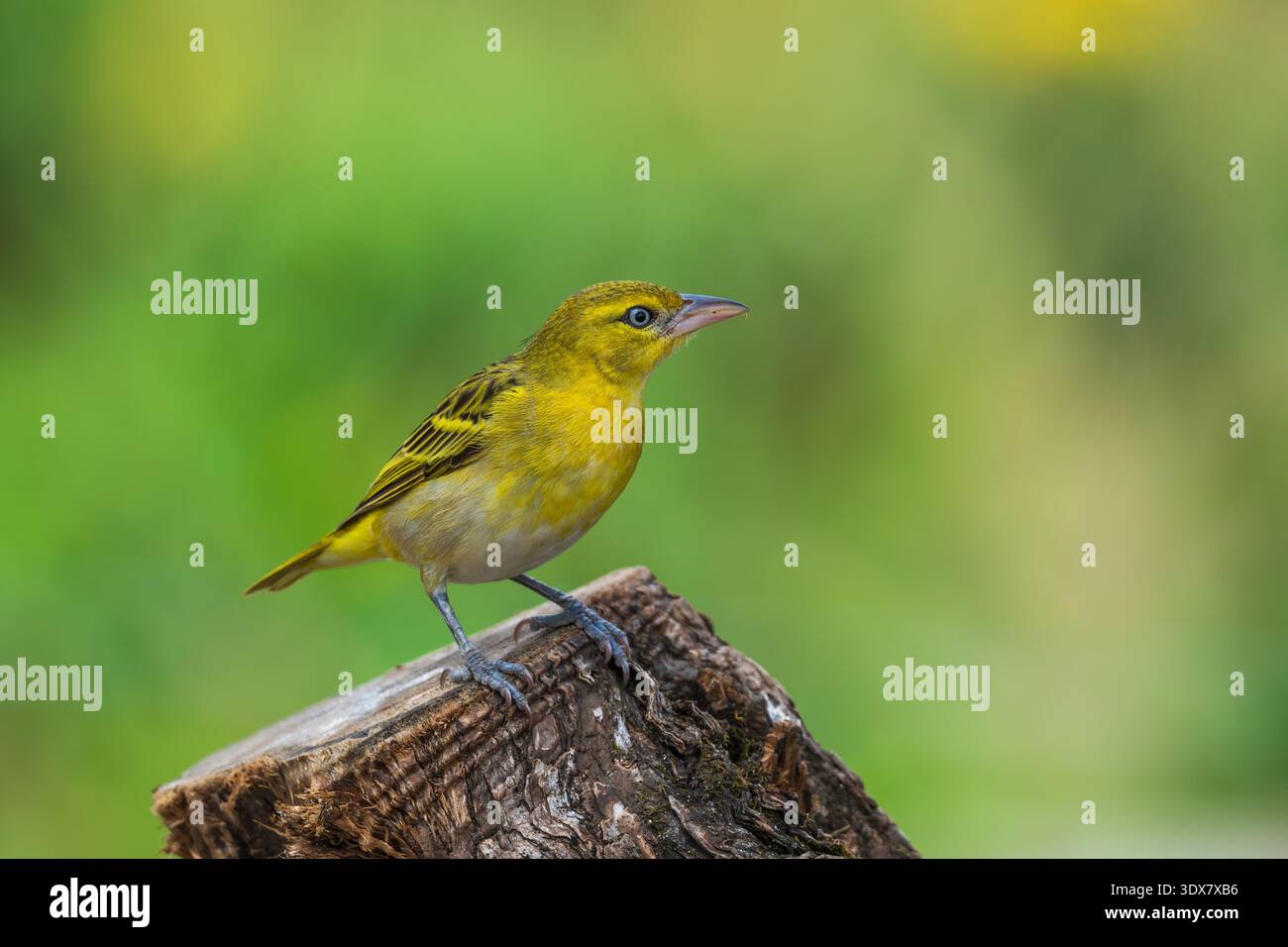 Tessitrice del villaggio (Ploceus cucullatus) femmina Foto Stock