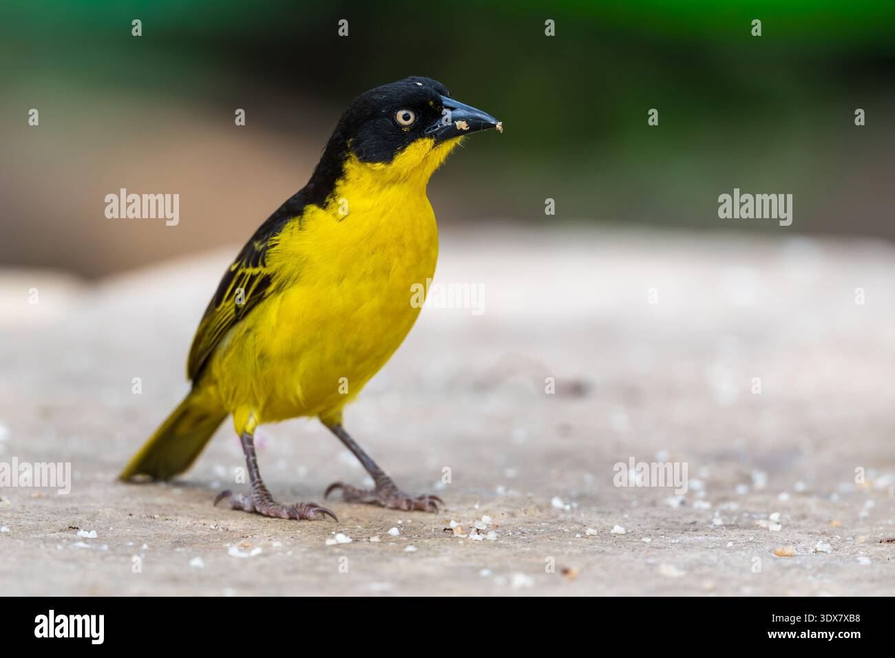 Tessitore del villaggio (Ploceus cucullatus) che riproduce un maschio Foto Stock