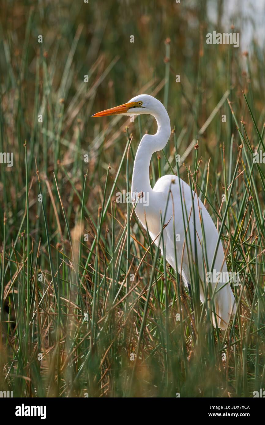Airone bianco maggiore (Ardea alba) Foto Stock