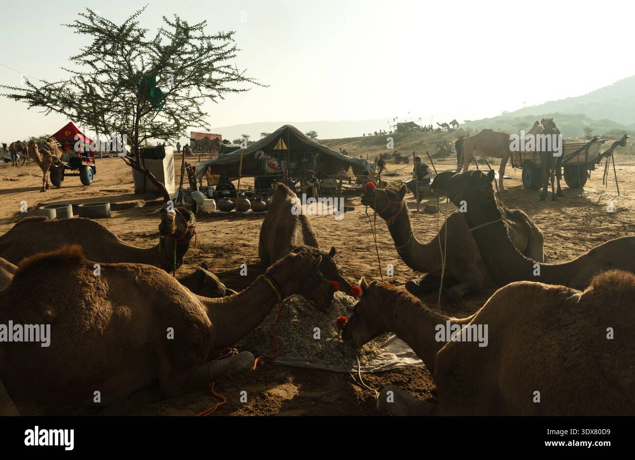 Cammelli che riposano vicino al campo temporaneo nel deserto durante il tradizionale raduno di bestiame nel Rajasthan, in India Foto Stock