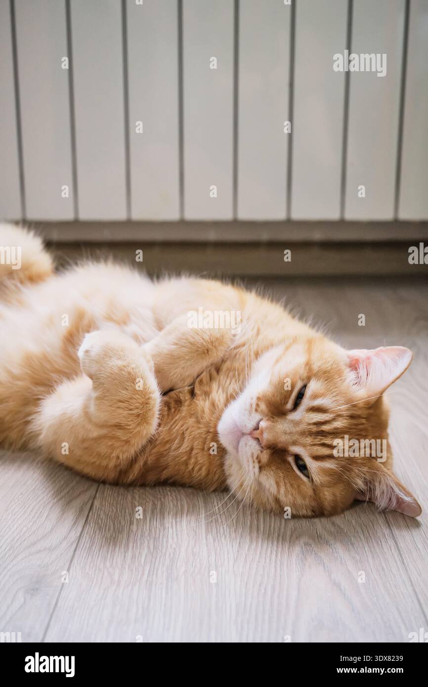 Gatto dello zenzero disteso sulla schiena sul pavimento vicino al radiatore di riscaldamento, simboleggia il calore e il comfort durante la stagione invernale Foto Stock