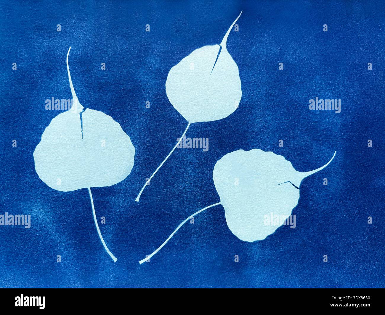 Foglie di albero su sfondo blu. Illustrazione del cianotipo Foto Stock