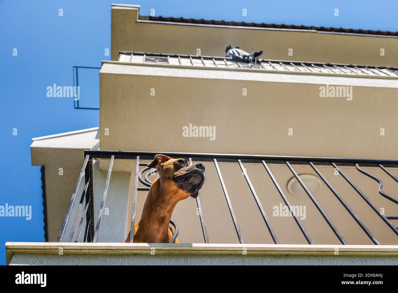 Cane tedesco Boxer in piedi sul balcone e guardando da parte sotto il cielo azzurro luminoso in un quartiere residenziale soleggiato Foto Stock