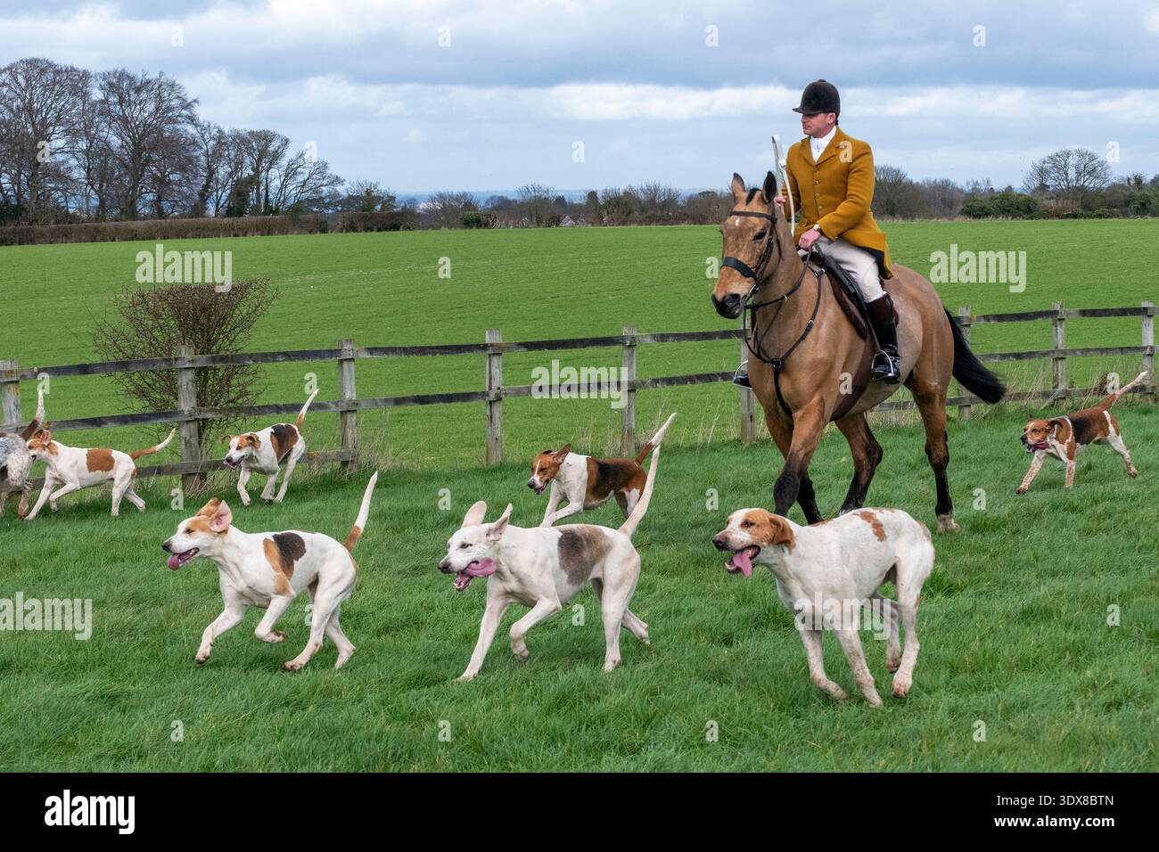 Huntsman guida i suoi Kimblewick Hounds (Fox Hounds) in una dimostrazione di Trail Hunting intorno al percorso durante la gara punto a punto di Kimblewick Hunt. Foto Stock